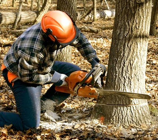 Tree Removal in Lake Odessa, MI